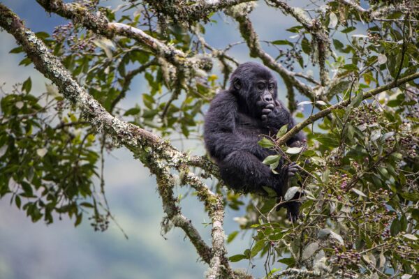 neo-africa-gorillas-6746-web