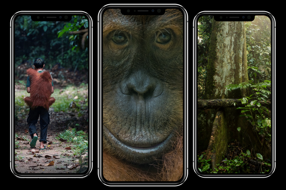 em-agency-social-stories-orangutan-day-1