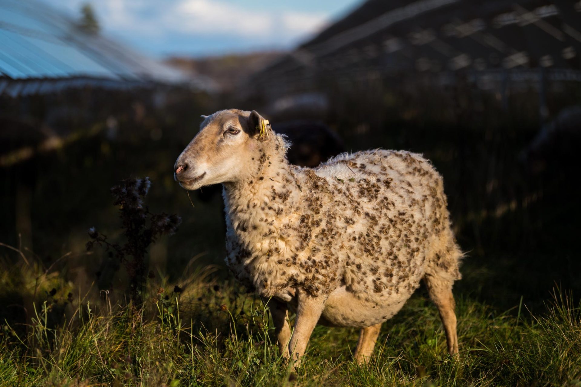EM-EDF-solar-sheep-8